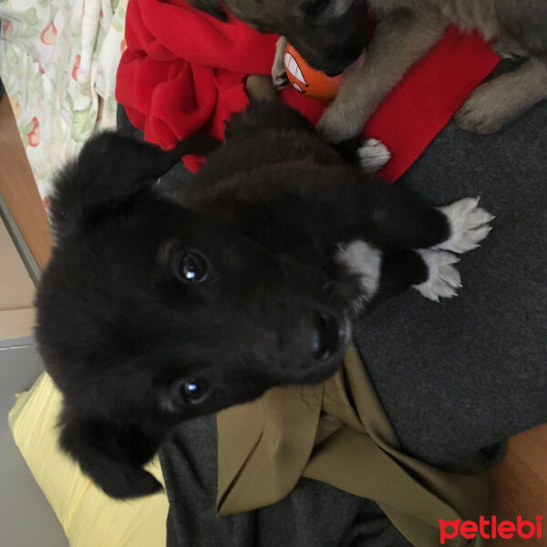 Sokö (Sokak Köpeği), Köpek  Chloe fotoğrafı