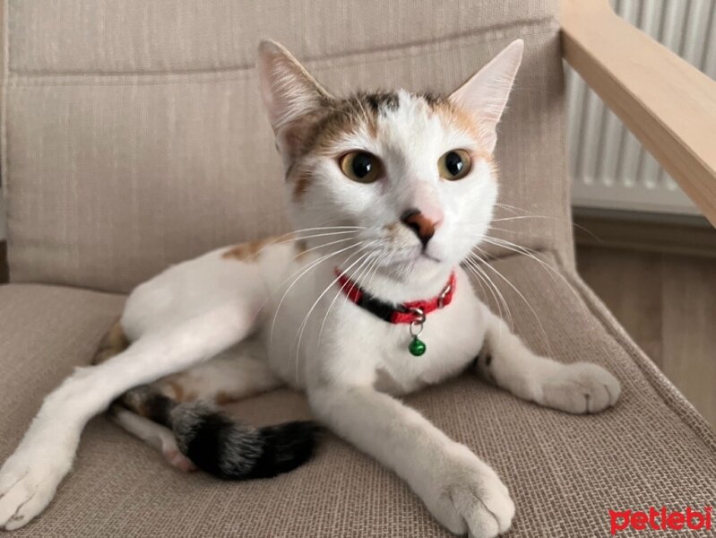 Tekir Kedi, Kedi  Miya fotoğrafı