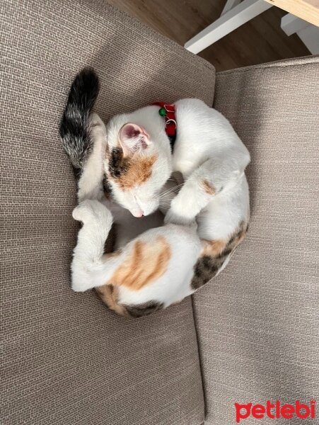 Tekir Kedi, Kedi  Miya fotoğrafı