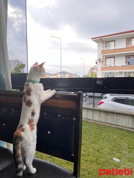 Tekir Kedi, Kedi  Miya fotoğrafı