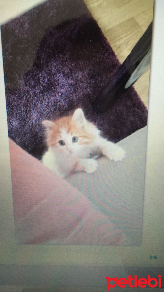 Tekir Kedi, Kedi  Mikrop fotoğrafı