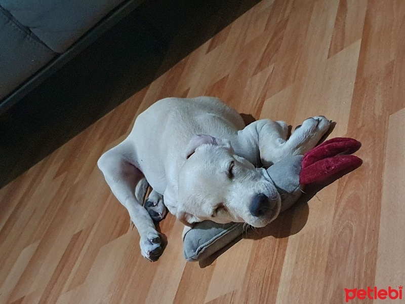 Sokö (Sokak Köpeği), Köpek  Toffee fotoğrafı