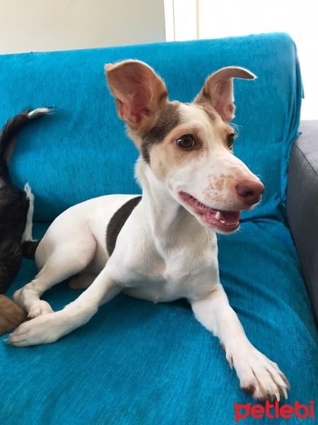 Jack Russell Terrier, Köpek  Elsa fotoğrafı
