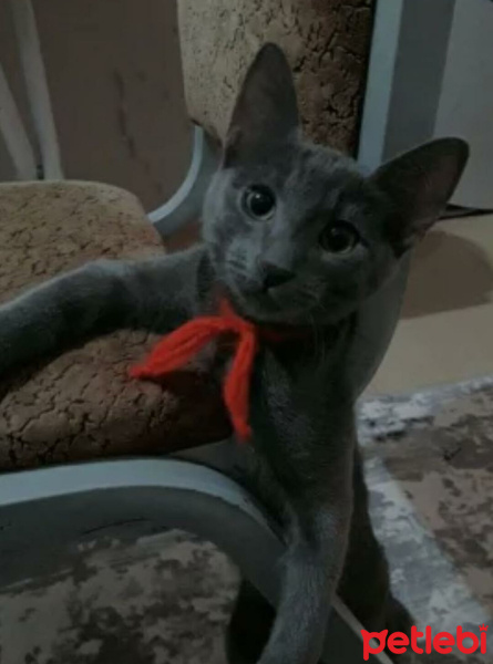 Mavi Rus, Kedi  Paşa fotoğrafı