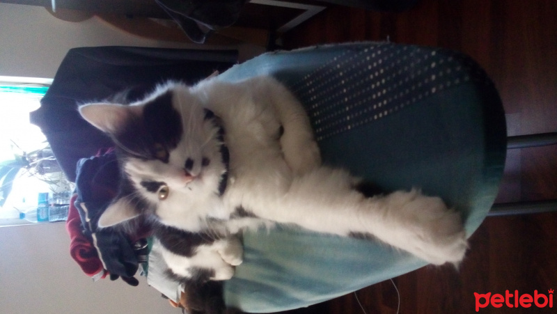 Tekir Kedi, Kedi  Minnak fotoğrafı