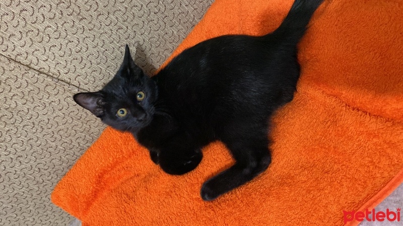 Siyam Kedisi, Kedi  Zeus fotoğrafı