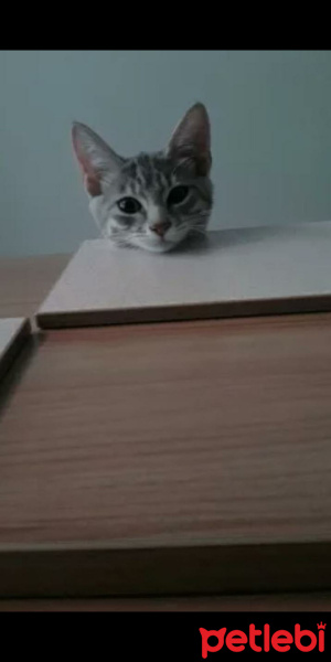 Tekir Kedi, Kedi  Sasha fotoğrafı