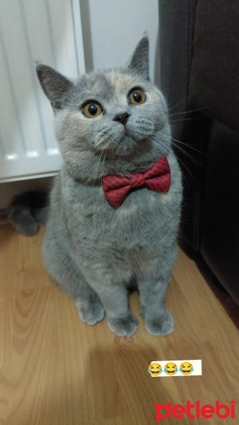 British Shorthair, Kedi  Minnoş fotoğrafı