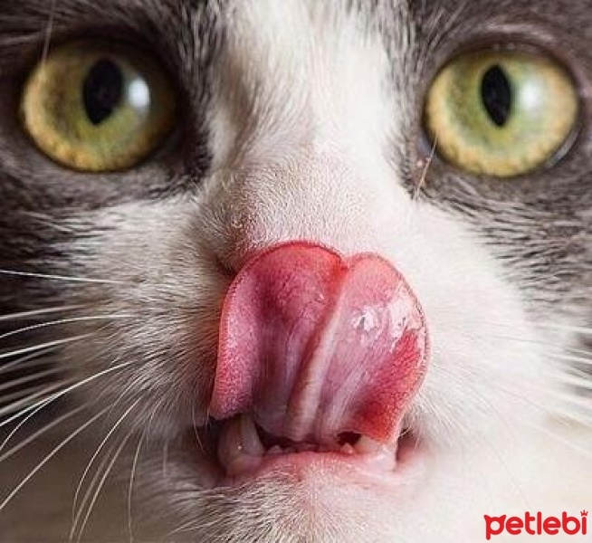 Norwegian Forest, Kedi  Patron fotoğrafı