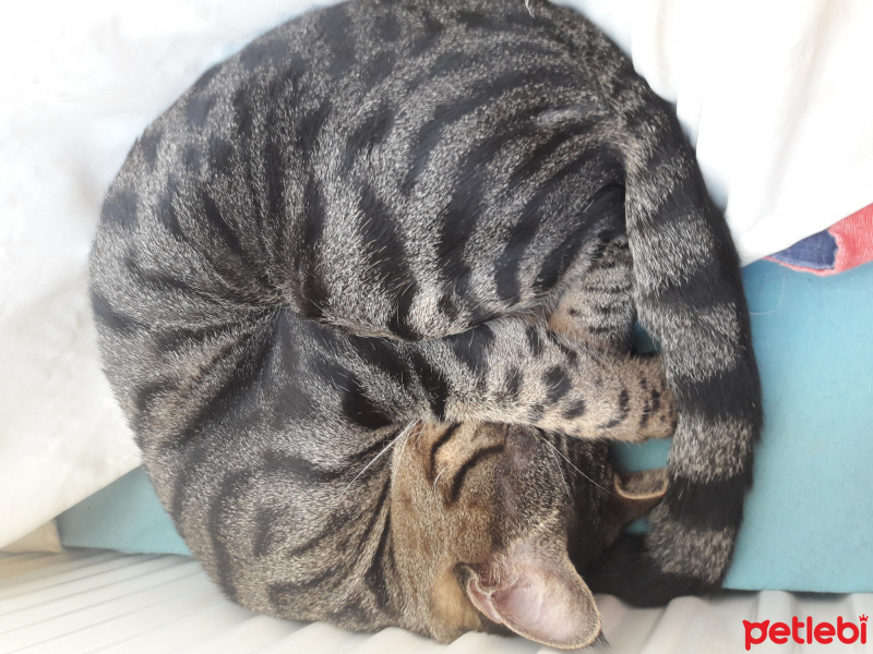 Tekir Kedi, Kedi  Şükrü  fotoğrafı