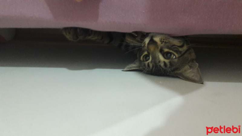 Tekir Kedi, Kedi  Şükrü  fotoğrafı