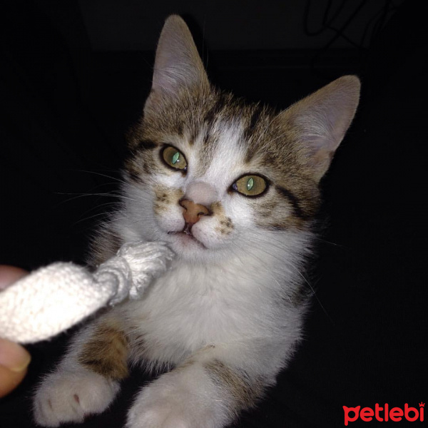 Tekir Kedi, Kedi  Arsız fotoğrafı