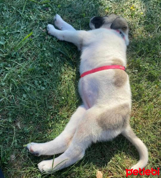 Kangal, Köpek  Oscar fotoğrafı