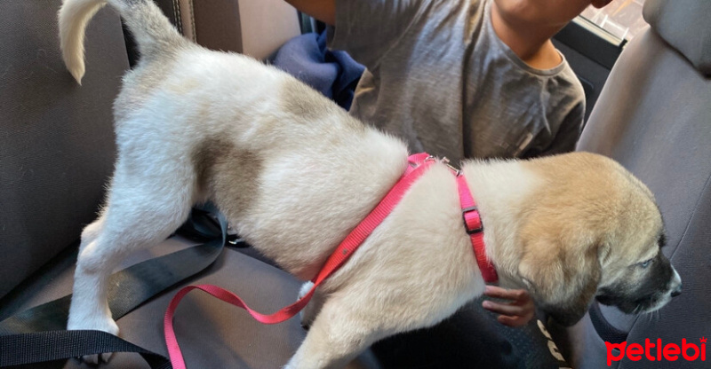 Kangal, Köpek  Oscar fotoğrafı