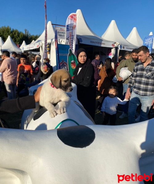 Kangal, Köpek  Oscar fotoğrafı