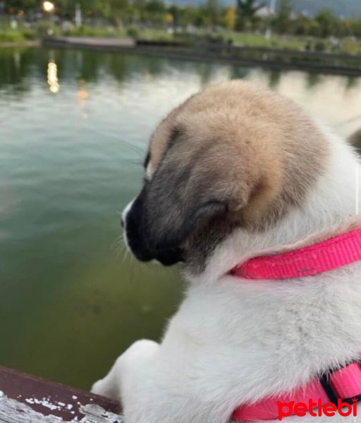 Kangal, Köpek  Oscar fotoğrafı