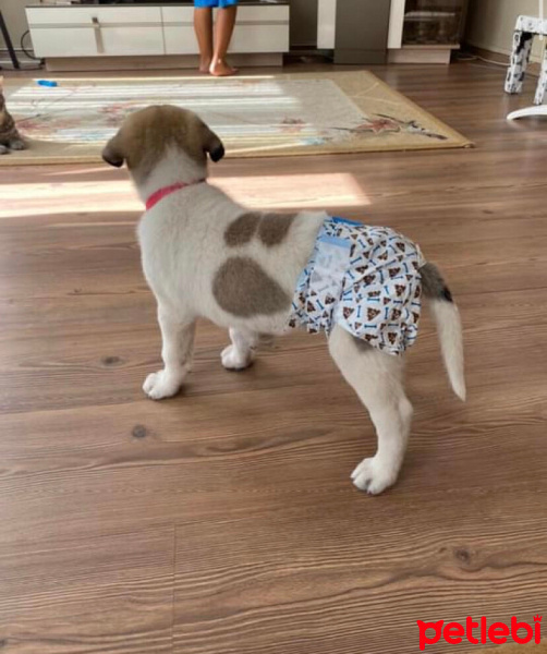 Kangal, Köpek  Oscar fotoğrafı