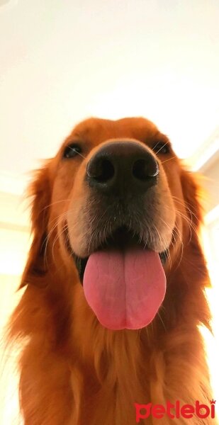 Golden Retriever, Köpek  Oscar fotoğrafı