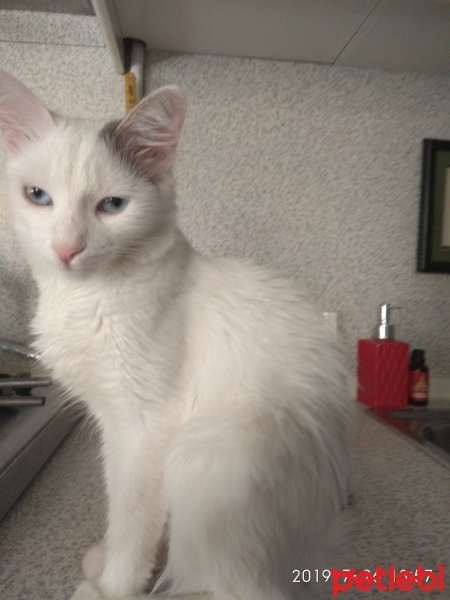 Ankara Kedisi, Kedi  Zilli fotoğrafı