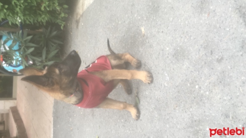 Belçika Malinois, Köpek  Mari fotoğrafı