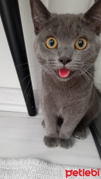 British Longhair, Kedi  Ceku Balım fotoğrafı