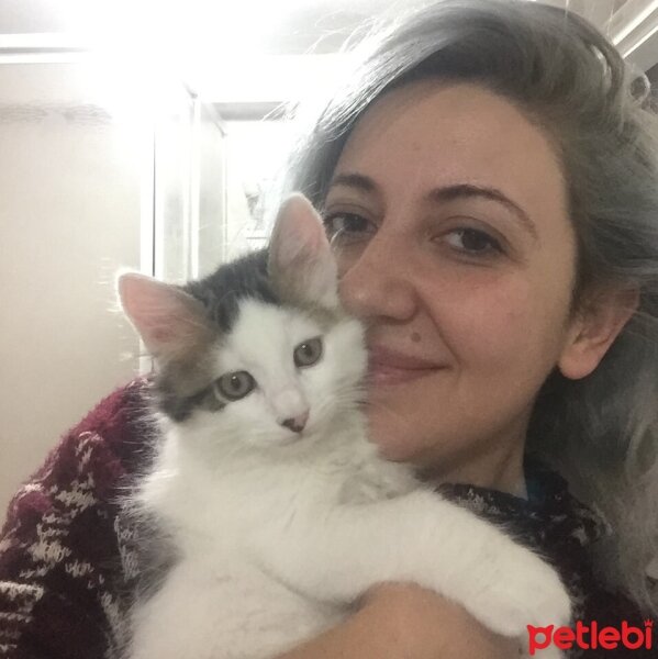 Tekir Kedi, Kedi  Pamuk fotoğrafı