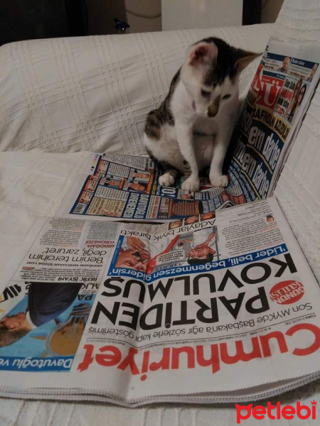 Tekir Kedi, Kedi  Pamuk fotoğrafı