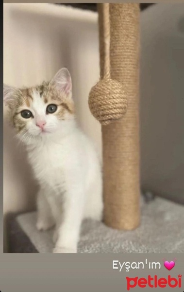 Tekir Kedi, Kedi  EYŞAN fotoğrafı
