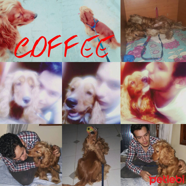 Amerikan Cocker Spaniel, Köpek  COFFEE fotoğrafı