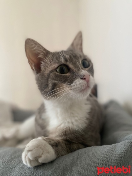 British Shorthair, Kedi  Dobby fotoğrafı