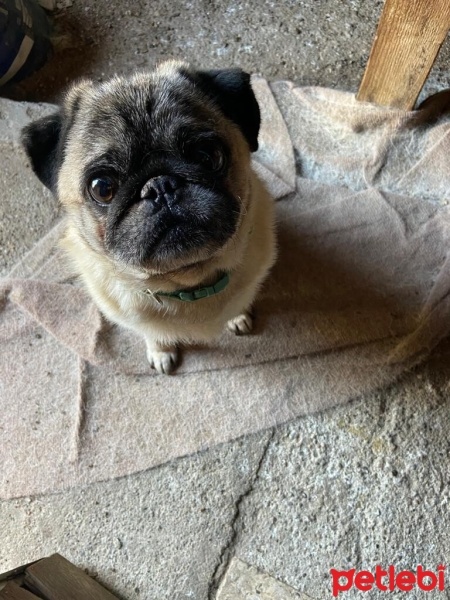 Pug, Köpek  Bobo fotoğrafı