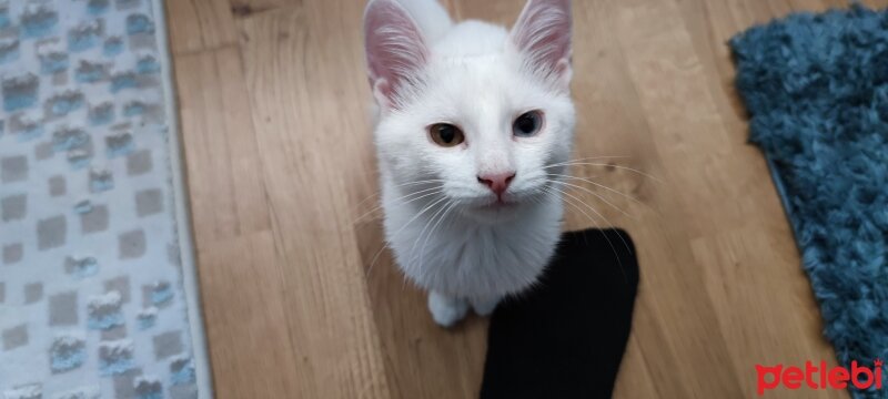 Van Kedisi, Kedi  Ayran fotoğrafı