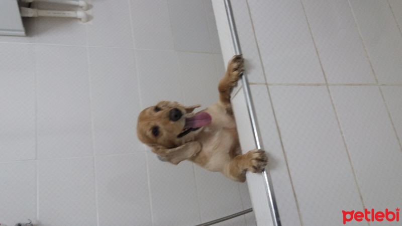 Amerikan Cocker Spaniel, Köpek  Prens fotoğrafı