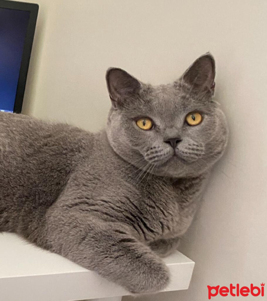 British Shorthair, Kedi  Morty fotoğrafı