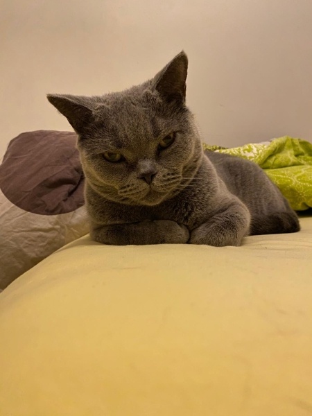 British Shorthair, Kedi  Morty fotoğrafı