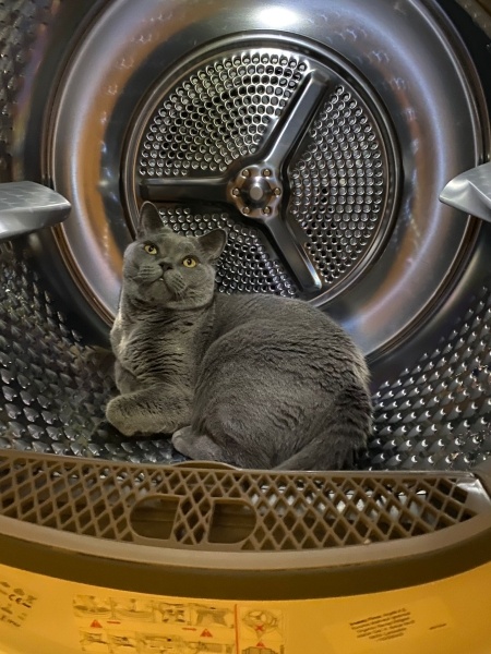 British Shorthair, Kedi  Morty fotoğrafı