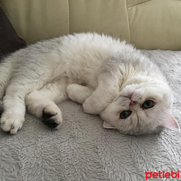 Exotic Shorthair, Kedi  Pıtır fotoğrafı