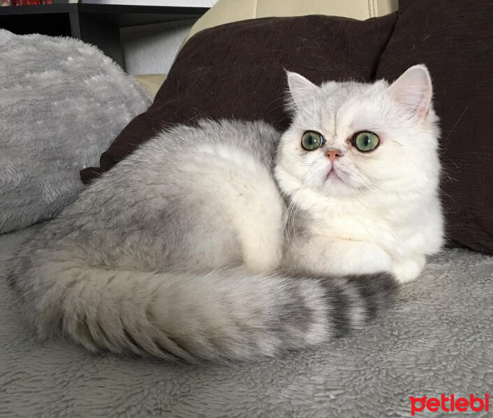 Exotic Shorthair, Kedi  Pıtır fotoğrafı