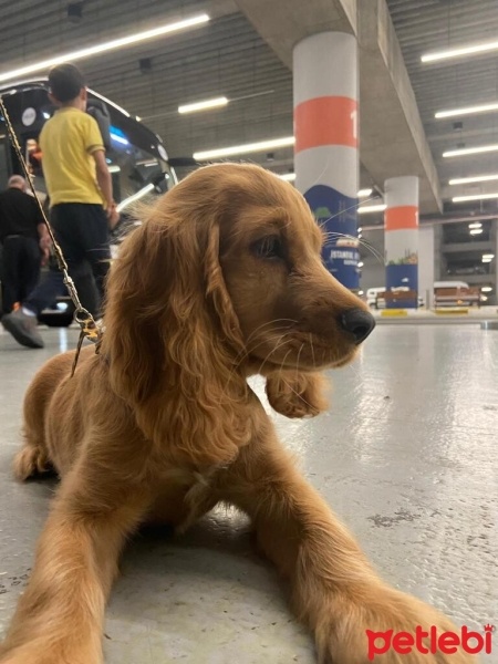 Amerikan Cocker Spaniel, Köpek  Cindy fotoğrafı
