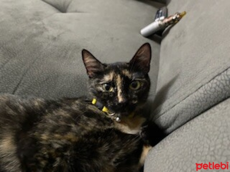 Tekir Kedi, Kedi  Mırmır fotoğrafı