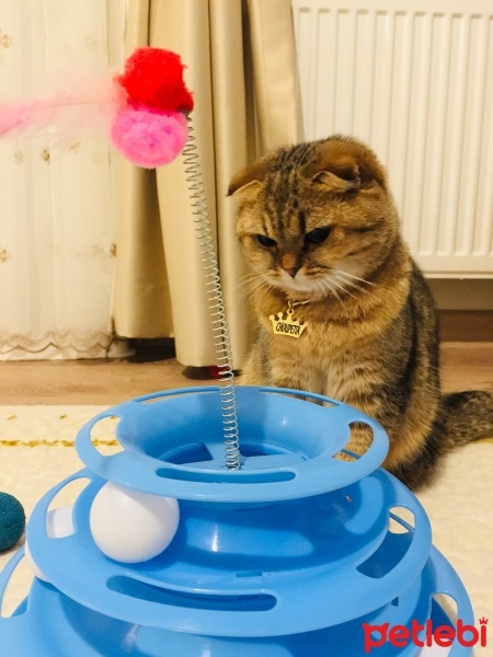British Shorthair, Kedi  CHOUPETTA fotoğrafı