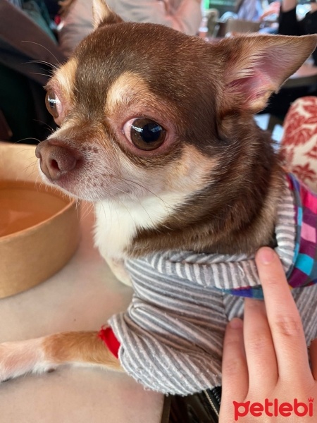 Chihuahua, Köpek  Sherlock fotoğrafı