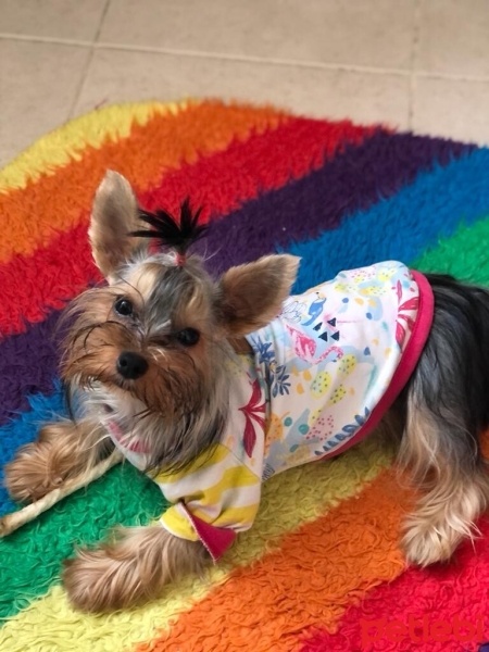 Yorkshire Terrier, Köpek  Watson fotoğrafı