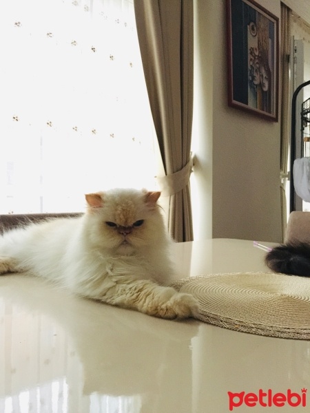 İran Kedisi (Persian), Kedi  KÖPÜK fotoğrafı
