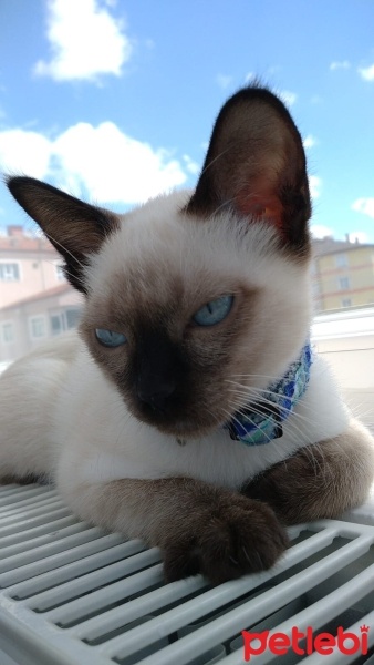 Siyam Kedisi, Kedi  GOMEZ fotoğrafı