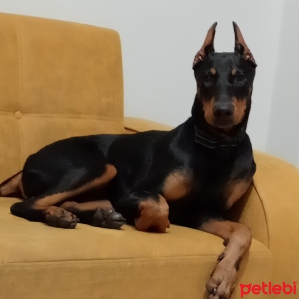 Doberman Pinscher, Köpek  ARES fotoğrafı