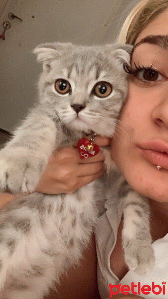 Scottish Fold, Kedi  Mars fotoğrafı