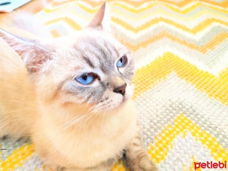 British Shorthair, Kedi  Sütlaç fotoğrafı