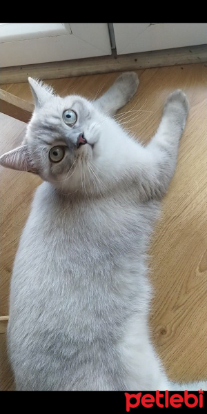 British Shorthair, Kedi  Sütlaç fotoğrafı