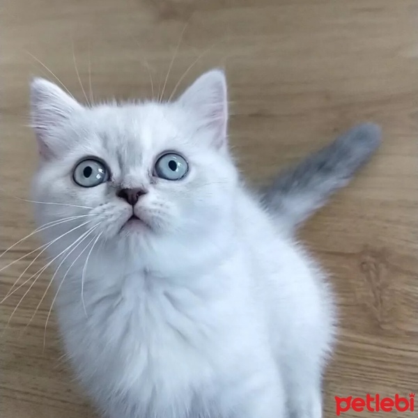 British Shorthair, Kedi  Sütlaç fotoğrafı